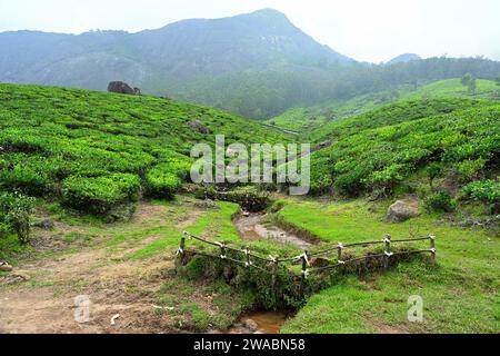 Munnar, Kerala | schmaler Wasserstrom, der durch zwei Holzbarrikaden verläuft Stockfoto