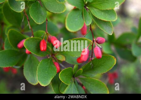 Die Früchte der Berberitze auf dem Busch. Rote Beeren. Berberis vulgaris. Stockfoto