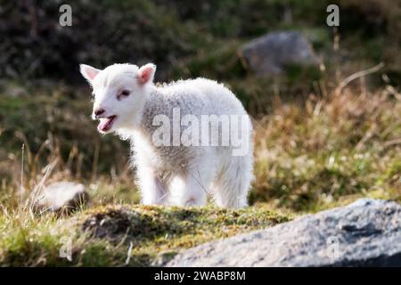 Ein junges Frühlingslamm auf der Insel Yell in Shetland. Stockfoto