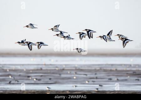 Austernfänger, Haematopus ostralegus, fliegen über das Wattenmeer der Wash bei Snettisham, Norfolk. Stockfoto