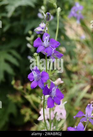 Lila Larkspur Blumen im Sommergarten Stockfoto