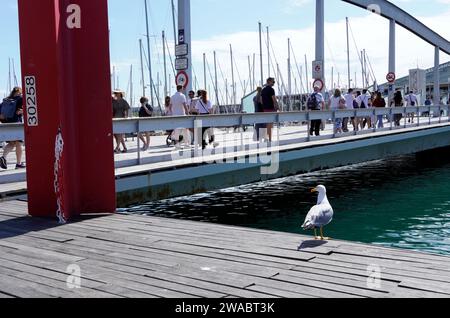 Barcelona, Spanien - 26. Mai 2022: Möwe neben der Brücke der Rambla de Mar, eine sehr befahrene Route, die Teil des Reiseplans der Barcelona A ist Stockfoto