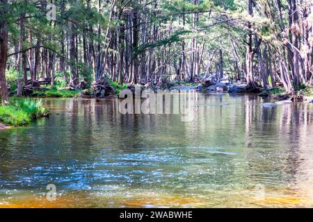 Foto des Coxs River, der durch einen üppigen Wald in den Blue Mountains im regionalen Australien fließt Stockfoto