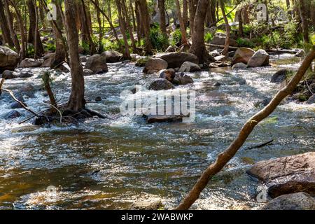 Foto des Coxs River, der durch einen üppigen Wald in den Blue Mountains im regionalen Australien fließt Stockfoto