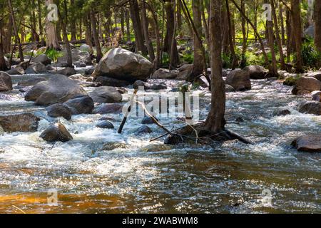 Foto des Coxs River, der durch einen üppigen Wald in den Blue Mountains im regionalen Australien fließt Stockfoto