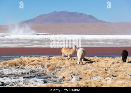 Paisajes de Bolivien Stockfoto