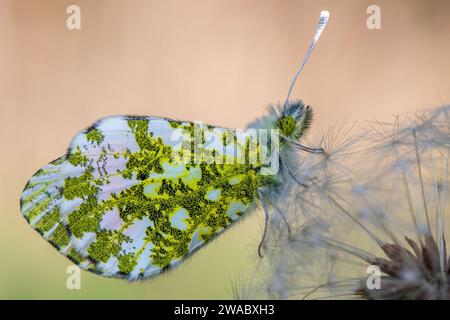 Ein Schmetterling mit Orangenspitze, der auf einem Löwenzahn-Samenkopf liegt Stockfoto