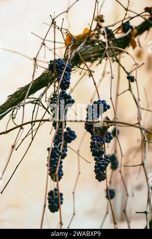 Nach dem Winter verwelkte, nicht geerntete blaue Trauben Stockfoto