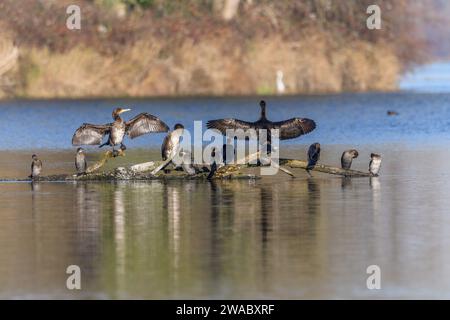 Der große Kormoran (Phalacrocorax carbo) und der Pygmäenkormoran (Microcarbo pygmaeus) standen auf einem Ast. Bas-Rhin, Elsass, Grand Est, Frankreich, Europa. Stockfoto