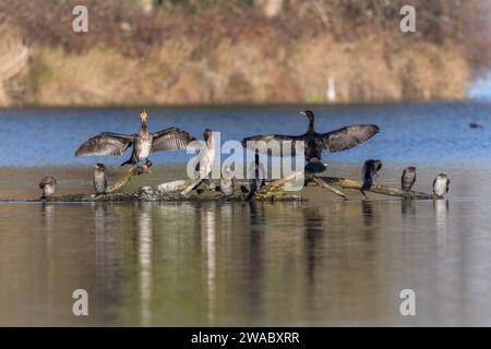 Der große Kormoran (Phalacrocorax carbo) und der Pygmäenkormoran (Microcarbo pygmaeus) standen auf einem Ast. Bas-Rhin, Elsass, Grand Est, Frankreich, Europa. Stockfoto