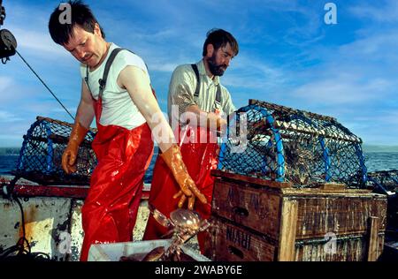 Krabbenfischer an Bord und sortieren den Fang Moray Coast Scotland Stockfoto