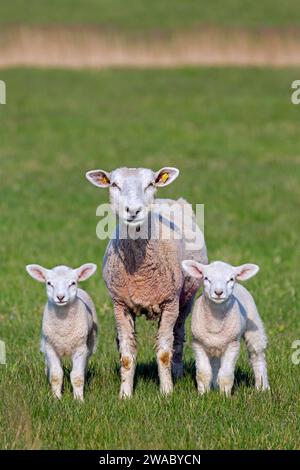 Hausschafe mit zwei weißen Lämmern auf Wiese/Feld im Frühjahr Stockfoto