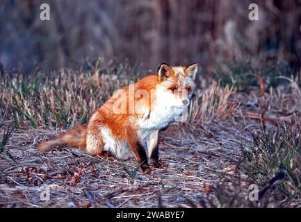 Nordfuchs ruht Hokkaido Japan Stockfoto