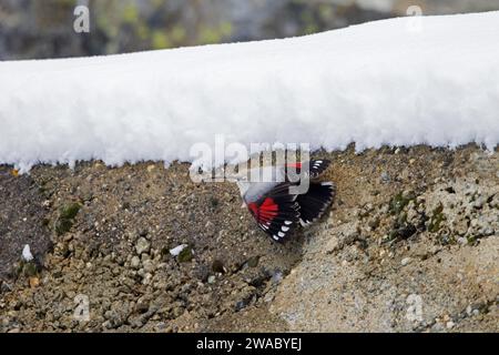 Europäische Wallkriecherin (Tichodroma muraria muraria), weiblich im nicht-Zuchtgefieder, die im Herbst in den Alpen auf der Suche nach Betonmauer des Gebäudes ist Stockfoto