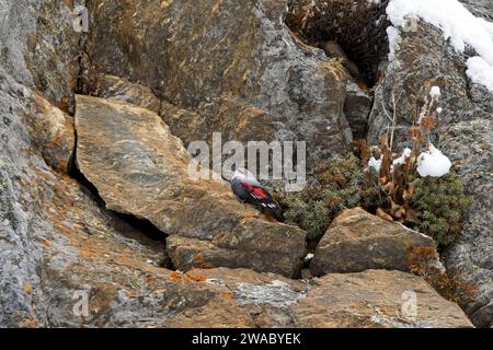 Europäische Wallkrempferin (Tichodroma muraria) weiblich im nicht-Brutgefieder auf der Suche nach Insekten an Bergfelswänden in den Alpen im Herbst, Italien Stockfoto