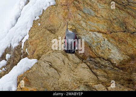 Europäische Wallkrempferin (Tichodroma muraria) weiblich im nicht-Brutgefieder auf der Suche nach Insekten an Bergfelswänden in den Alpen im Herbst, Italien Stockfoto