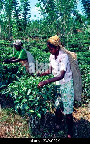 Zwei Frauen pflücken die Blätter der Teepflanze Camellia sinensis auf einer Plantage in Sri Lanka Stockfoto