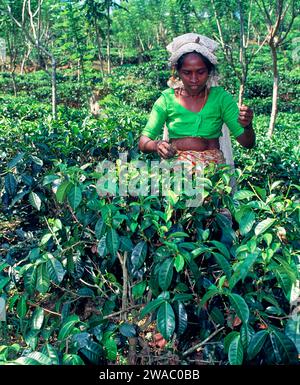 Frau pflückt die Blätter der Teepflanze Camellia sinensis auf einer Plantage in Sri Lanka Stockfoto