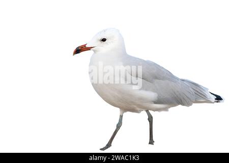 Ausgeschnittenes Bild von Audouin's Möwe, Icthyaetus audouinii, Spaziergang am Strand, Mallorca, Spanien Stockfoto