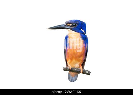 Ausschnitt eines einzelnen azurblauen eisvogels, Ceyx azureus, auf Ast, Queensland, Australien Stockfoto