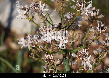 Blühende asphodelus aestivus Pflanze, in Attika, Griechenland Stockfoto