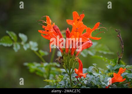 Cape Geißblatt oder Tecomaria capensis orange Blüten und eine Honigbiene oder APIs mellifera Stockfoto
