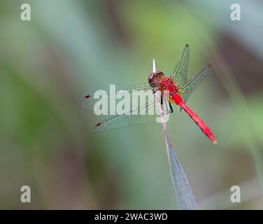 Rote Meadowhawk Libelle auf einem Rohr Stockfoto