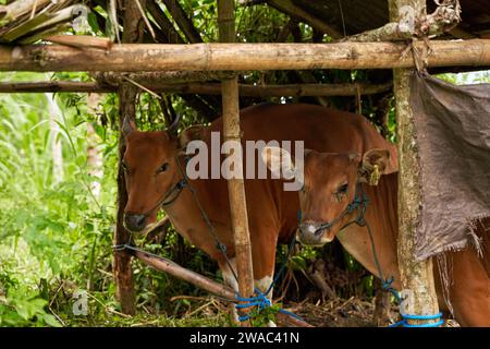 Braune balinesische Kühe stehen gefesselt in einem Stall unter einem Baldachin in den Bergen Stockfoto