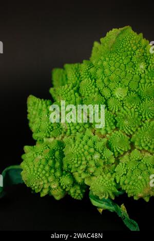 Blütenstände grüner frischer Romanesco-Brokkoli isoliert auf dunklem Hintergrund. Gartengemüse. Gesundes vegetarisches Essen. Blumenkopf Details. Stockfoto