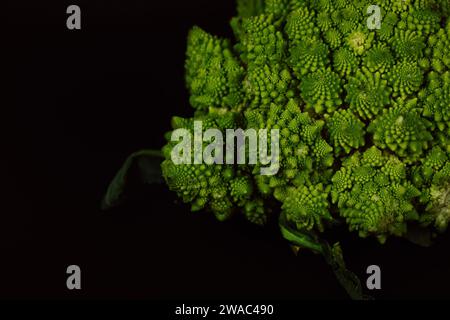 Blütenstände grüner frischer Romanesco-Brokkoli isoliert auf dunklem Hintergrund. Gartengemüse. Gesundes vegetarisches Essen. Blumenkopf Details. Stockfoto