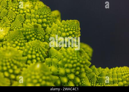 Blütenstände grüner frischer Romanesco-Brokkoli isoliert auf dunklem Hintergrund. Gartengemüse. Gesundes vegetarisches Essen. Blumenkopf Details. Stockfoto