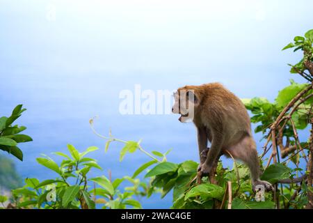 Ein Affe sitzt auf einem Baum mit Blick auf das Meer und eine Klippe auf der Insel Nusa Penida Stockfoto
