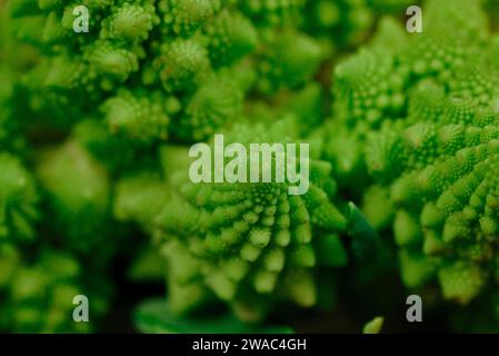 Blütenstände grüner frischer Romanesco-Brokkoli isoliert auf dunklem Hintergrund. Gartengemüse. Gesundes vegetarisches Essen. Blumenkopf Details. Stockfoto