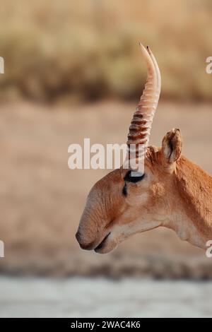 Porträt Einer jungen männlichen Saiga-Antilope. Saiga Kopf im Profil. Portret von wilden Antilopen in der Steppe. Saiga tatarica Antilopenweiden in der Steppe Stockfoto