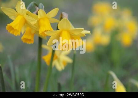 Gelbe Jonquils oder Narzissen im Vordergrund und verschwimmen im Hintergrund. Stockfoto