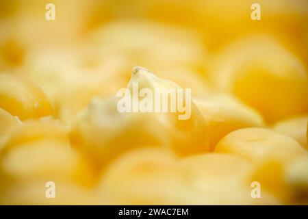Popcornkerne in äußerster Nähe, Makro. Stockfoto