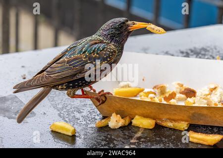 Ein gemeiner Starling, Sturnus vulgaris, der Pommes frites isst, Essensreste von Touristen Stockfoto