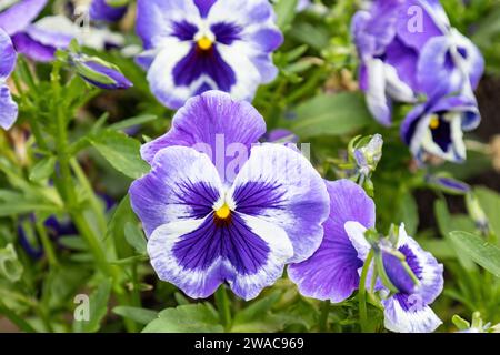 Ein Gartenstiefmütterchen (Viola x wittrockiana), eine polychromatische, großblütige Hybridpflanze, die als Gartenblume angebaut wird Stockfoto