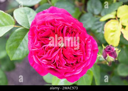 Eine Rosa Gallica „Charles de Mills“, eine große, opulente Blume mit vielen dicht gepackten Blütenblättern, die den Eindruck von sehr flachen, abgeschnittenen Blüten vermitteln Stockfoto