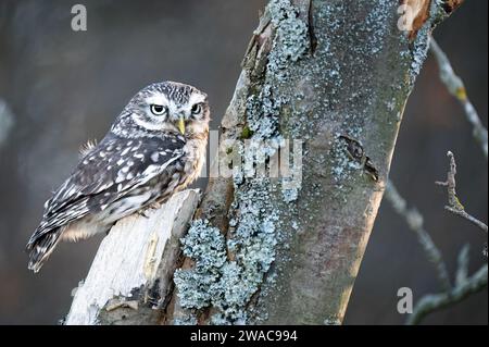 Die kleine Eule (Athene noctua) wird auch als Eule von Athena oder Eule von Minerva bezeichnet. Stockfoto