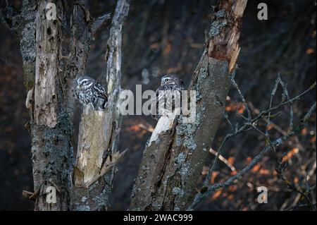 Die kleine Eule (Athene noctua) wird auch als Eule von Athena oder Eule von Minerva bezeichnet. Stockfoto