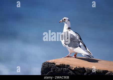 Umringte, blau-graue weiße Taube, die auf einem Steinfuß vor dem blauen Meer steht Stockfoto