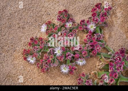 Blühende gewöhnliche Eispflanze (Mesembryanthemum crystallinum) in der Sandwüste Stockfoto