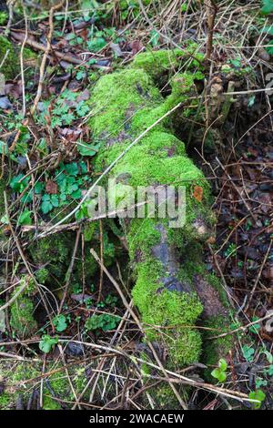Ein mit Moos bedeckter Baumstamm auf dem Boden in Hardwick Park, Sedgefield, Co. Durham, England, Großbritannien Stockfoto