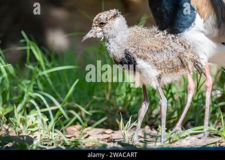 Nahaufnahme eines Vanellus-Chilensis-Bilds. Stockfoto