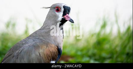 Nahaufnahme von Vanellus chilensis. Stockfoto