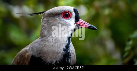 Nahaufnahme von Vanellus chilensis. Stockfoto