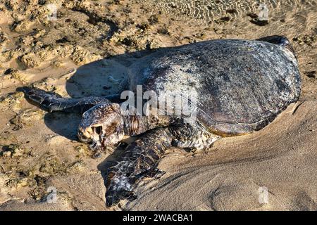 Der tote Leichnam einer Meeresschildkröte an einem tropischen Strand in Westaustralien Stockfoto