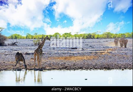 Elefant neben einem Wasserloch, während eine Zebraherde auf der gegenüberliegenden Seite der Bank - Etosha - trinkt Stockfoto