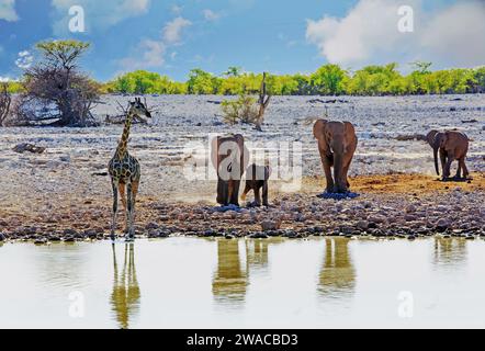 Eine einzige Giraffe sieht zu, wie eine kleine Elefantenherde am Wasserloch ankommt, wo sie bereits trinkt Stockfoto